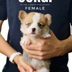 Corgi puppy for Sale in Puchong KL Malaysia