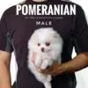 Pomeranian puppy for Sale in Puchong KL Malaysia