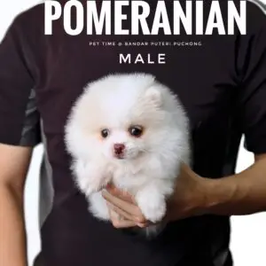 Pomeranian puppy for Sale in Puchong KL Malaysia