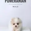 Pomeranian puppy for Sale in Puchong KL Malaysia