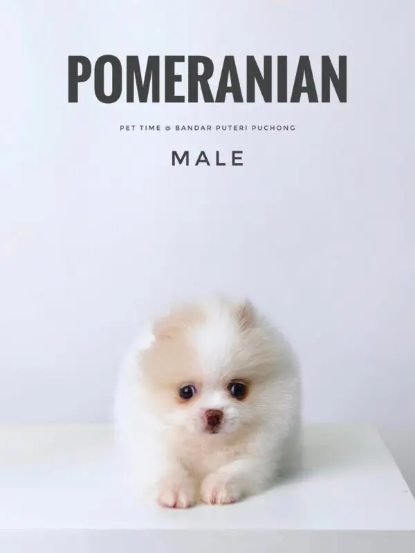 Pomeranian puppy for Sale in Puchong KL Malaysia