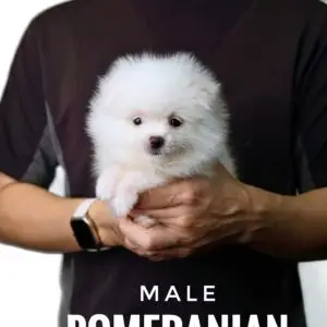 Pomeranian puppy for Sale in Puchong KL Malaysia