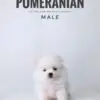 Pomeranian puppy for Sale in Puchong KL Malaysia