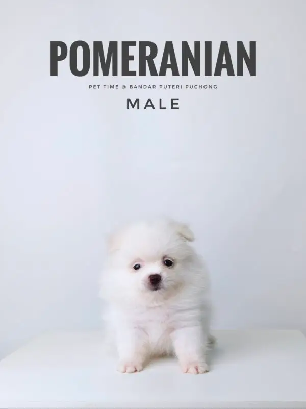 Pomeranian puppy for Sale in Puchong KL Malaysia