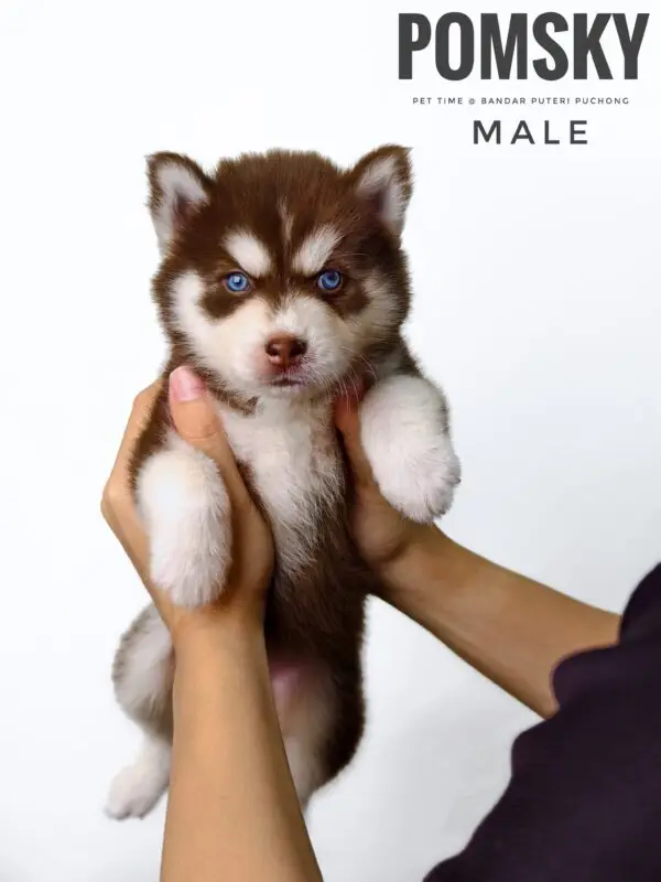 Pomsky puppy for Sale in Puchong KL Malaysia