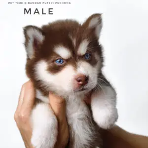 Pomsky puppy for Sale in Puchong KL Malaysia