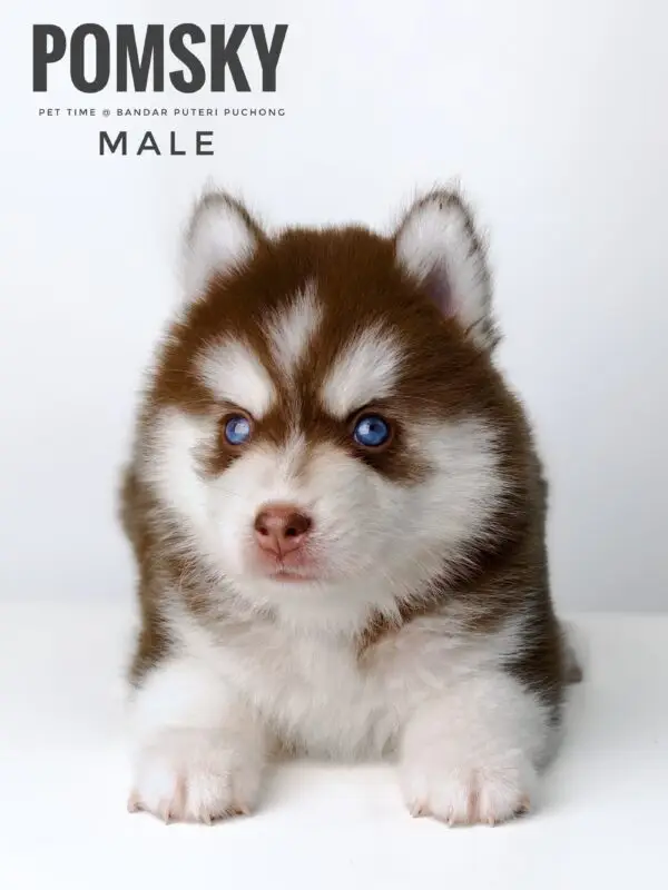 Pomsky puppy for Sale in Puchong KL Malaysia