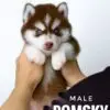 Pomsky puppy for Sale in Puchong KL Malaysia