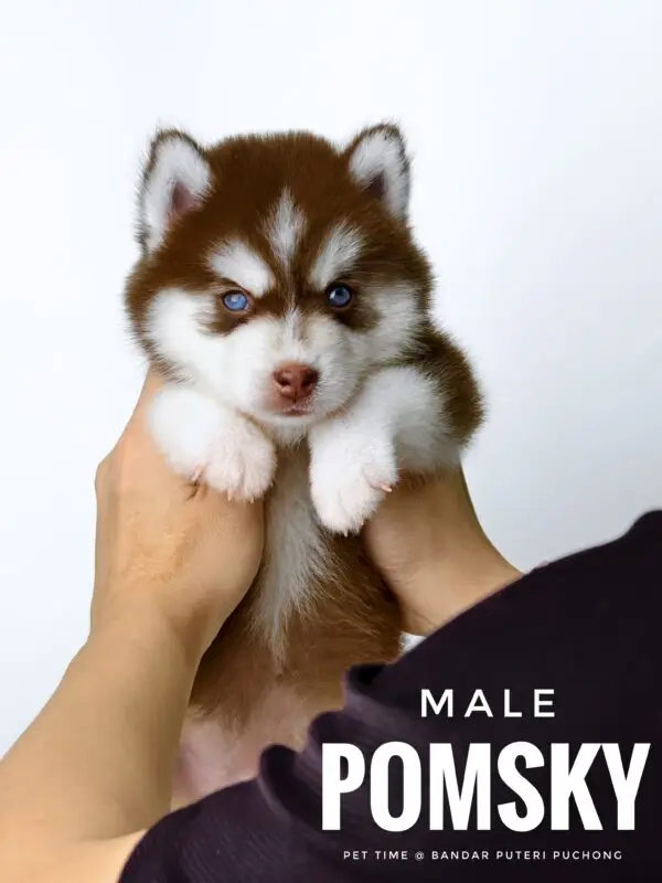 Pomsky puppy for Sale in Puchong KL Malaysia
