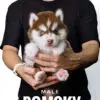 Pomsky puppy for Sale in Puchong KL Malaysia