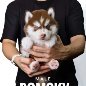 Pomsky puppy for Sale in Puchong KL Malaysia