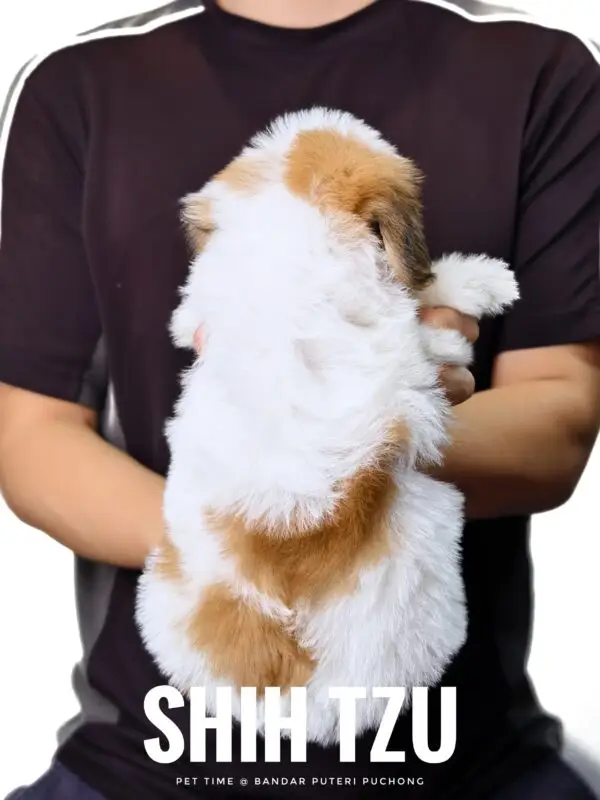 Shih Tzu puppy for Sale in Puchong KL Malaysia