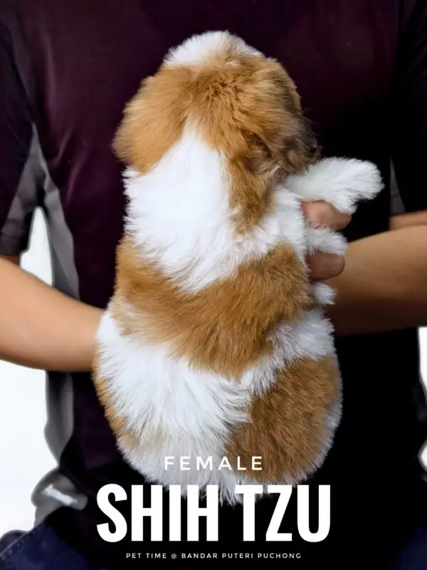 Shih Tzu puppy for Sale in Puchong KL Malaysia