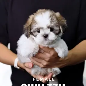 Shih Tzu puppy for Sale in Puchong KL Malaysia