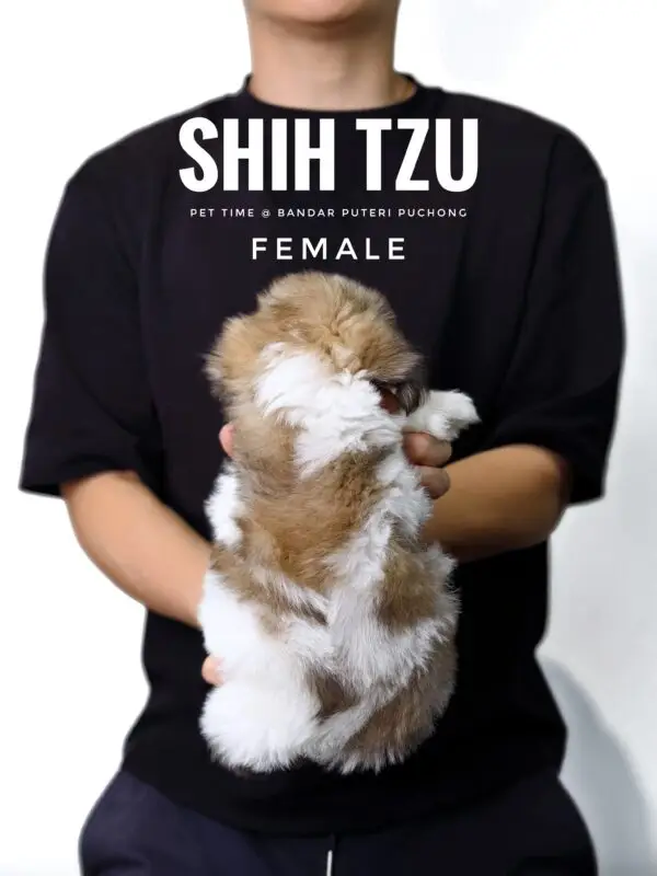 Shih Tzu puppy for Sale in Puchong KL Malaysia