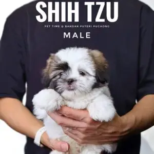 Shih Tzu puppy for Sale in Puchong KL Malaysia