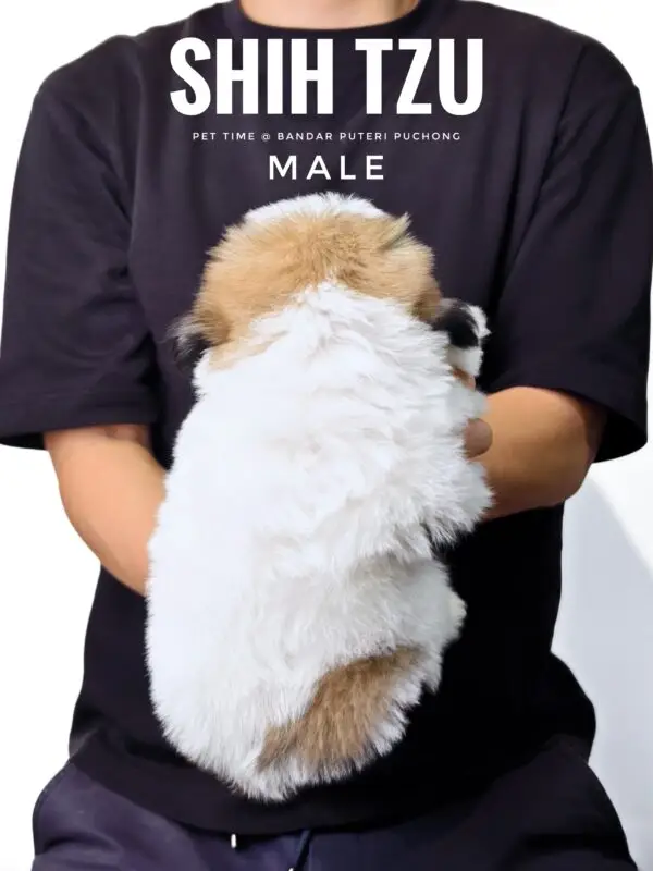Shih Tzu puppy for Sale in Puchong KL Malaysia