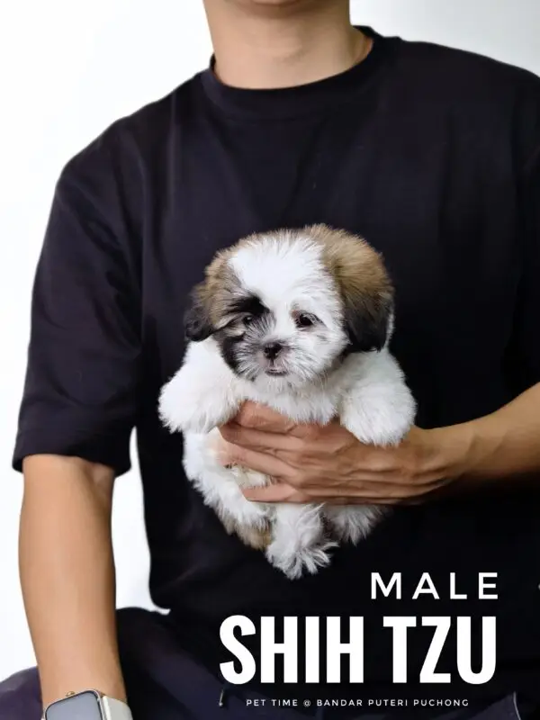Shih Tzu puppy for Sale in Puchong KL Malaysia