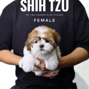 Shih Tzu puppy for Sale in Puchong KL Malaysia