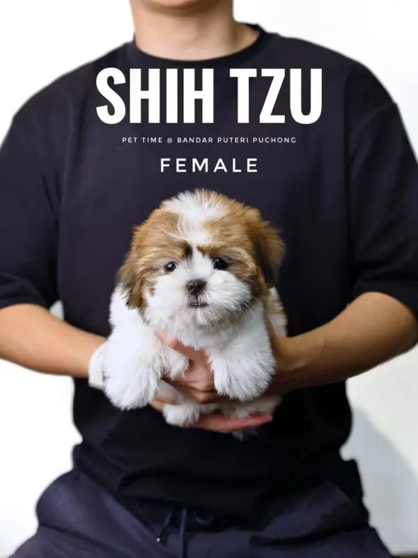 Shih Tzu puppy for Sale in Puchong KL Malaysia