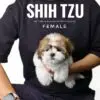 Shih Tzu puppy for Sale in Puchong KL Malaysia