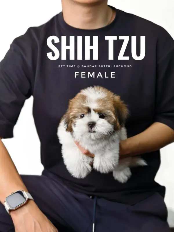 Shih Tzu puppy for Sale in Puchong KL Malaysia
