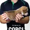 Corgi puppy for Sale in Puchong KL Malaysia