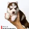 Pomsky puppy for Sale in Puchong KL Malaysia