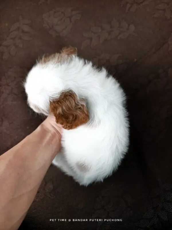 Cavapoo puppy for Sale in Puchong KL Malaysia