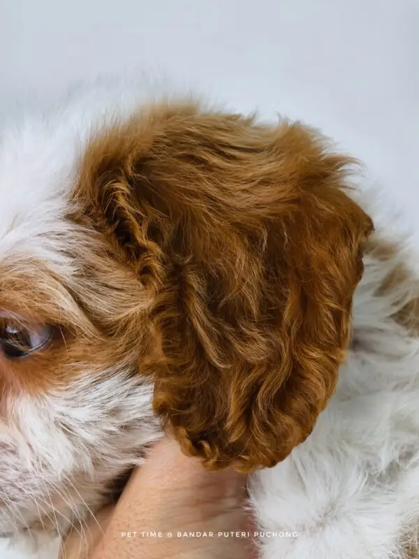 Cavapoo puppy for Sale in Puchong KL Malaysia