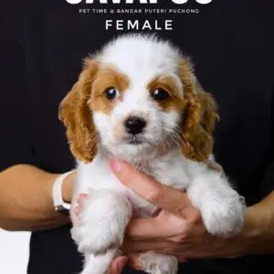 Cavapoo puppy for Sale in Puchong KL Malaysia