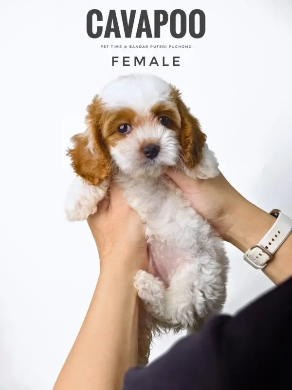 Cavapoo puppy for Sale in Puchong KL Malaysia