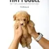 Tiny Poodle puppy for Sale in Puchong KL Malaysia