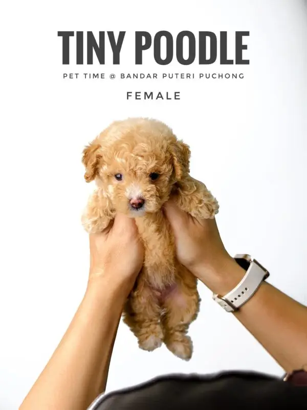 Tiny Poodle puppy for Sale in Puchong KL Malaysia