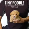 Tiny Poodle puppy for Sale in Puchong KL Malaysia