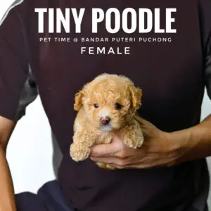 Tiny Poodle puppy for Sale in Puchong KL Malaysia