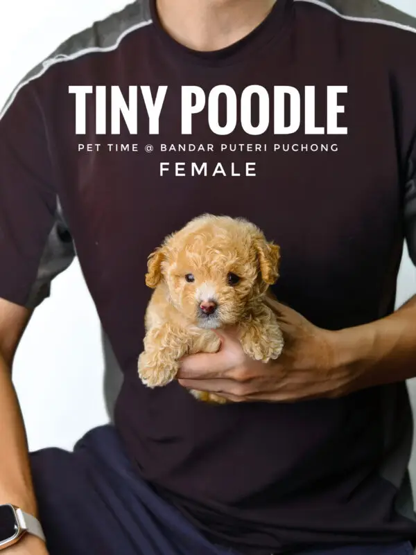 Tiny Poodle puppy for Sale in Puchong KL Malaysia