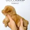 Tiny Poodle puppy for Sale in Puchong KL Malaysia