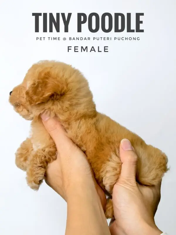 Tiny Poodle puppy for Sale in Puchong KL Malaysia