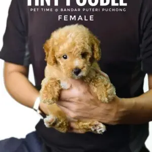 Tiny Poodle puppy for Sale in Puchong KL Malaysia