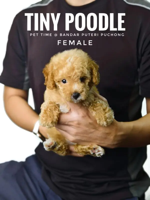 Tiny Poodle puppy for Sale in Puchong KL Malaysia