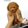 Tiny Poodle puppy for Sale in Puchong KL Malaysia