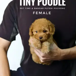 Tiny Poodle puppy for Sale in Puchong KL Malaysia
