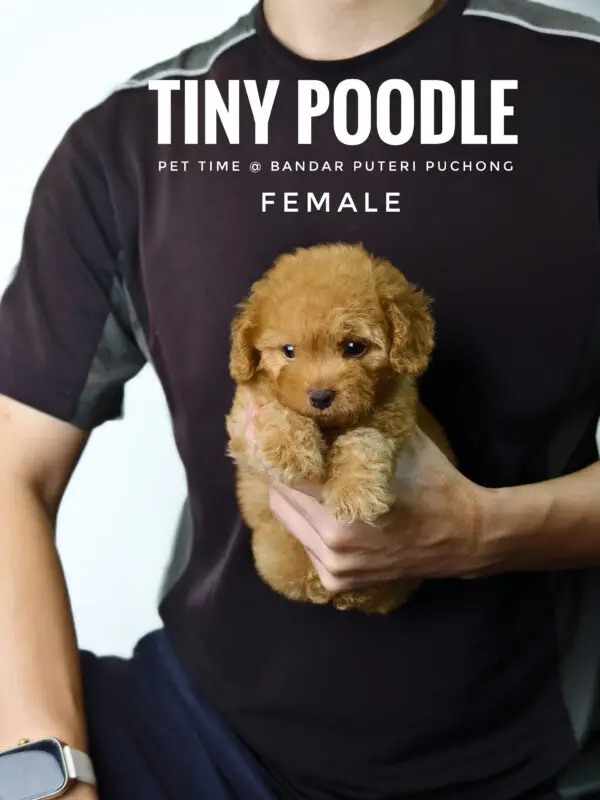Tiny Poodle puppy for Sale in Puchong KL Malaysia
