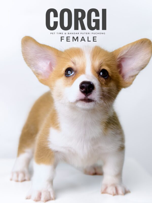 Corgi puppy for Sale in Puchong KL Malaysia