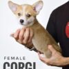 Corgi puppy for Sale in Puchong KL Malaysia
