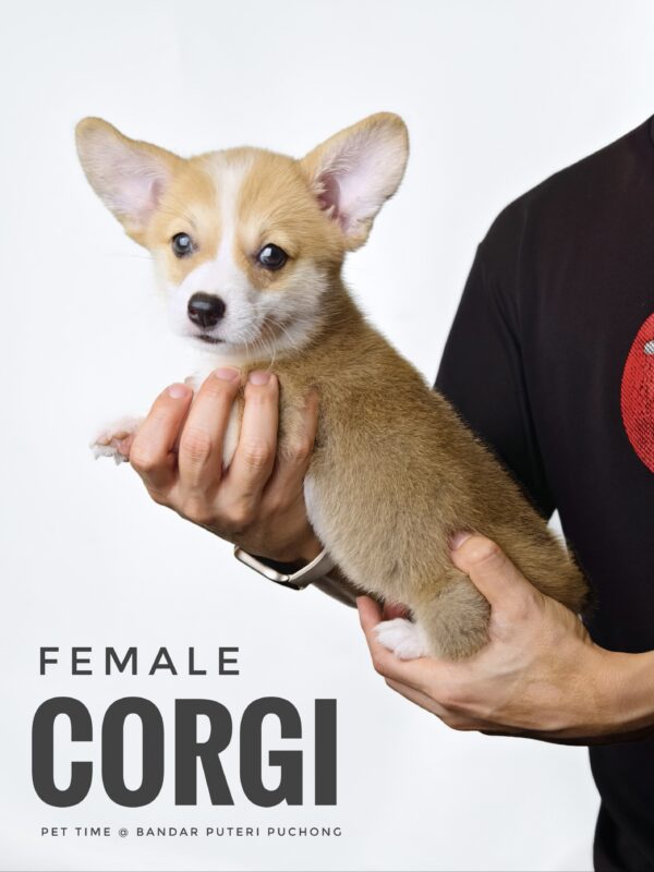 Corgi puppy for Sale in Puchong KL Malaysia