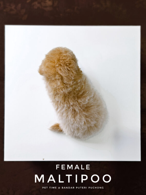 Maltipoo puppy for Sale in Puchong KL Malaysia