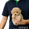 Maltipoo puppy for Sale in Puchong KL Malaysia