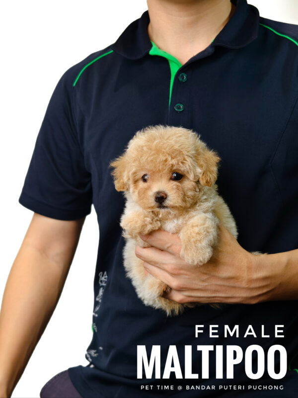 Maltipoo puppy for Sale in Puchong KL Malaysia